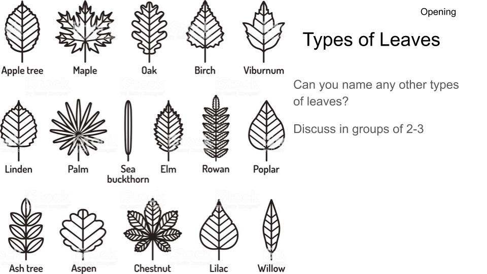 Unique style of fern leaves - scientific name vector eps ai | UIDownload