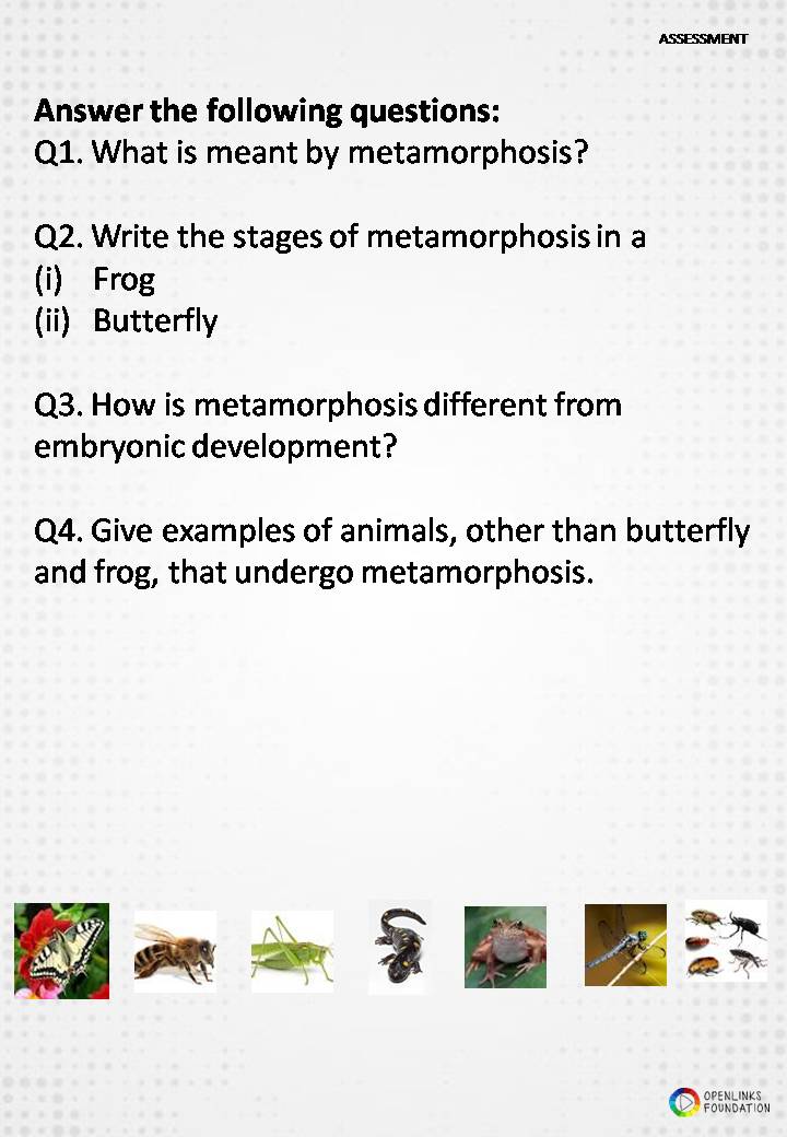 Definition and stages of metamorphosis